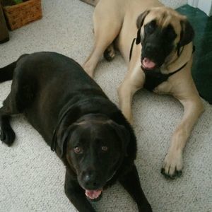 Meet your Posher, Canis